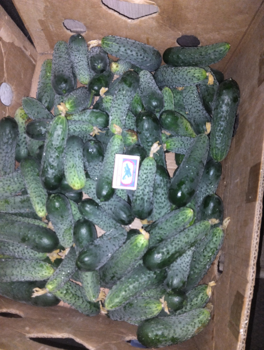 Одни из первых сборов.