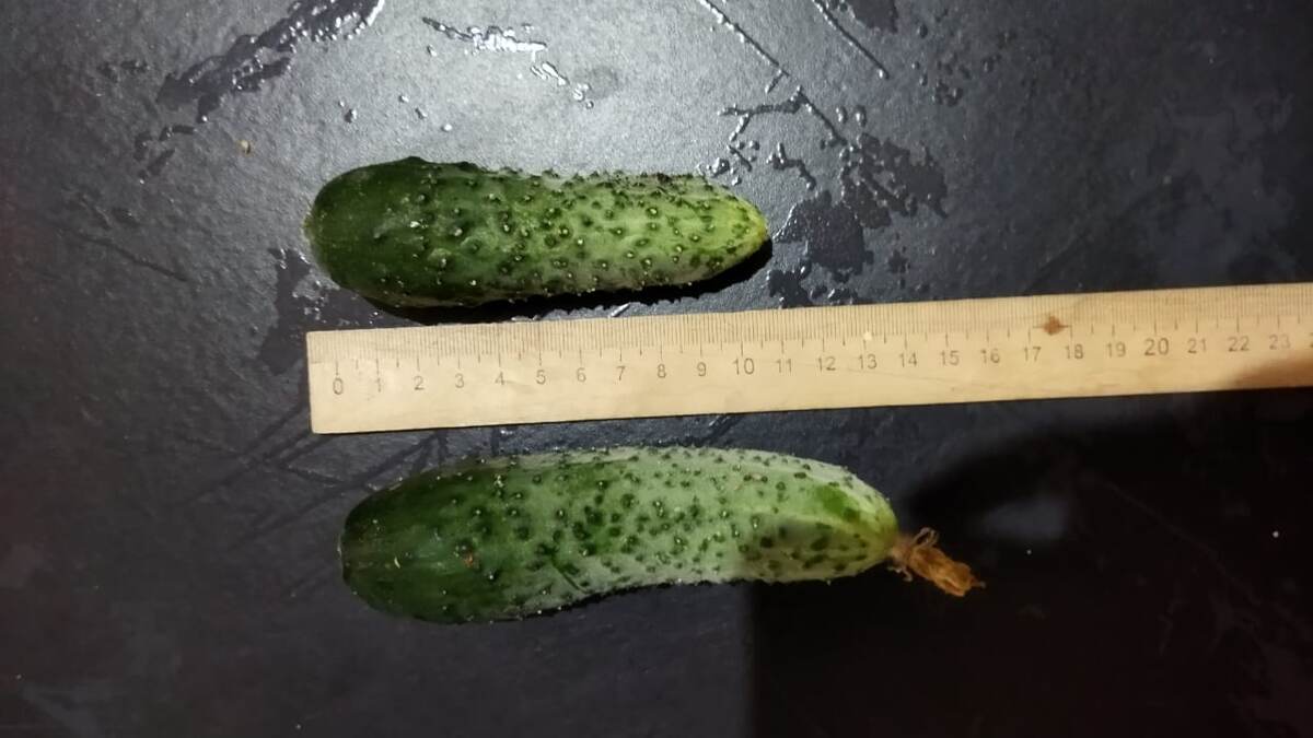 Сторались собирать огурцы среднего размера.