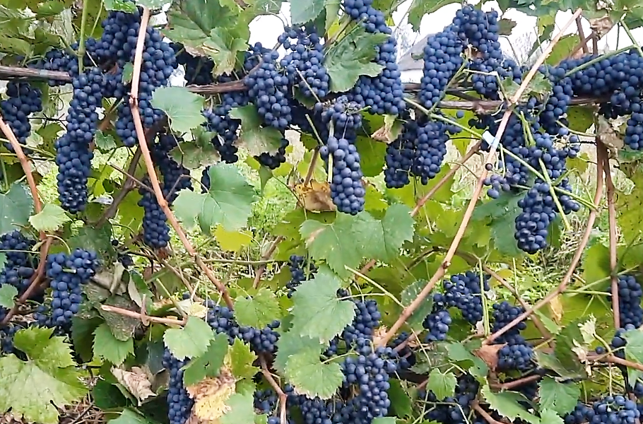 Единственное морфологическое (внешнее) отличие  мутанта - менее плотные гроди, чем у первоначального сорта Маршал Фош, который на фото. 