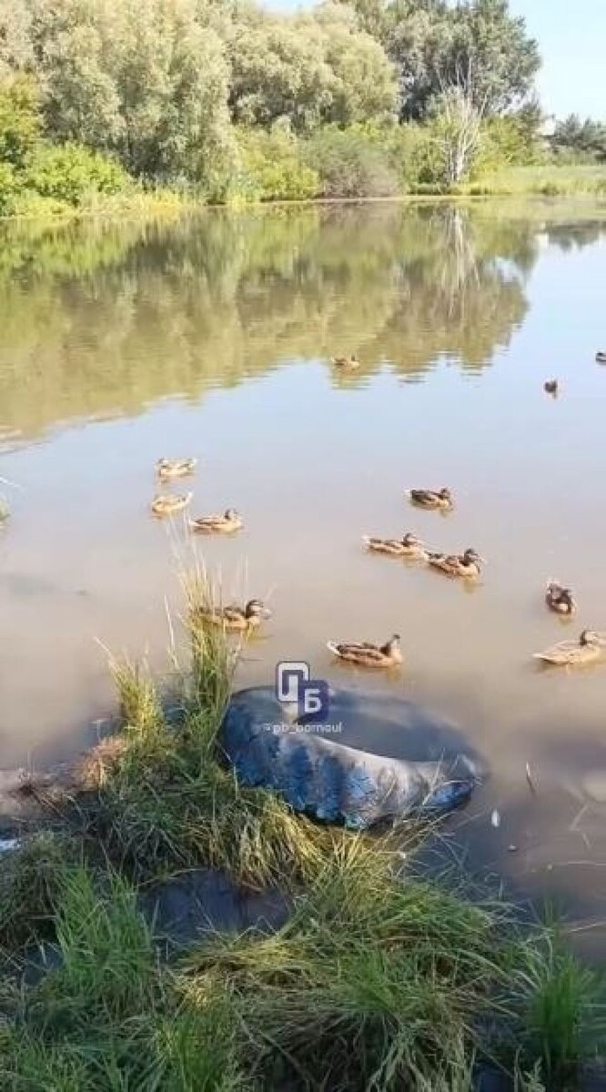    Утки в Барнауле. Источник: telegram-канал "Барнаул и край Ч/Б"