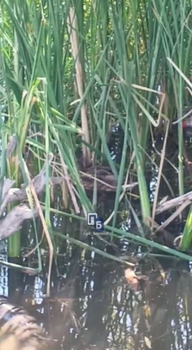    Утки в Барнауле. Источник: telegram-канал "Барнаул и край Ч/Б"