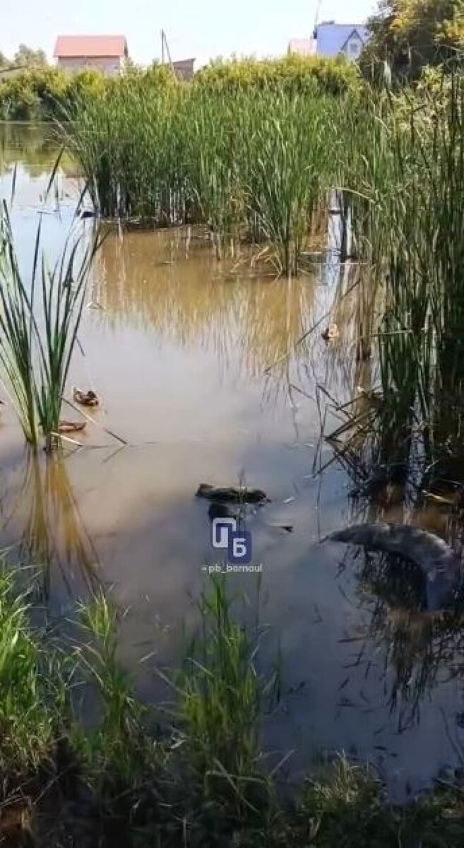    Утки в Барнауле. Источник: telegram-канал "Барнаул и край Ч/Б"