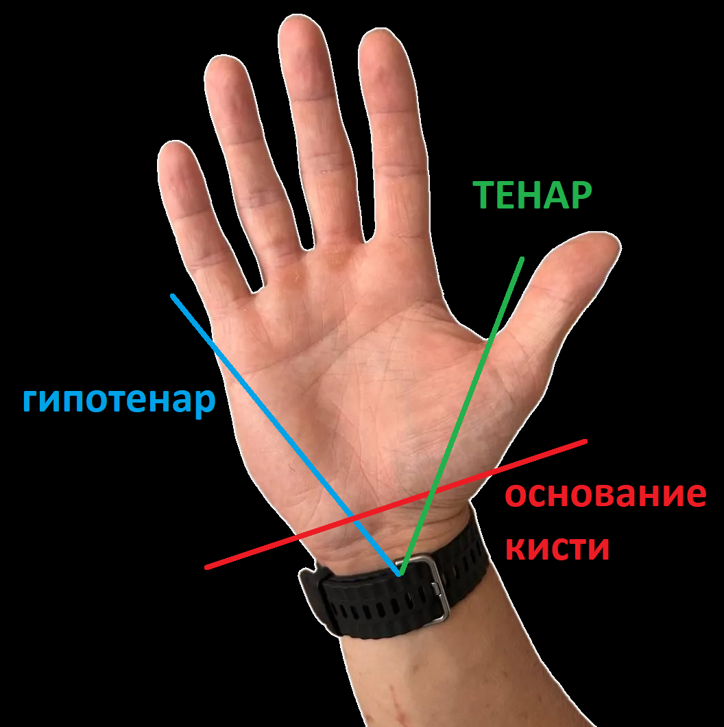 Анатомия кисти