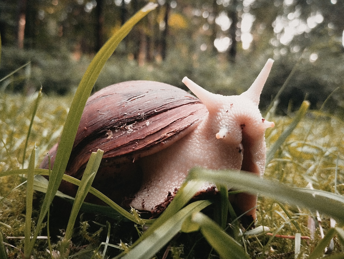 Ахатина Ахатина Тигр Альбино. Мое фото.
