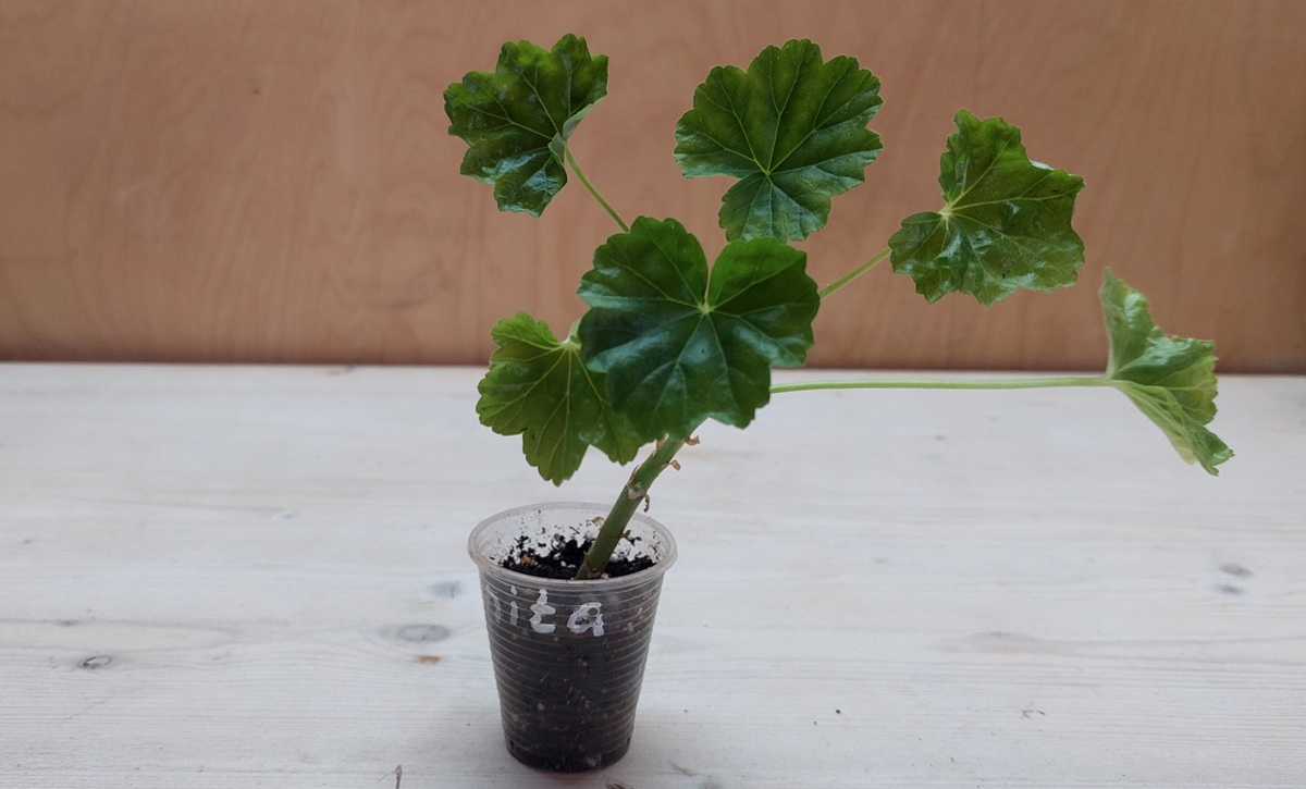 Укоренённый черенок.