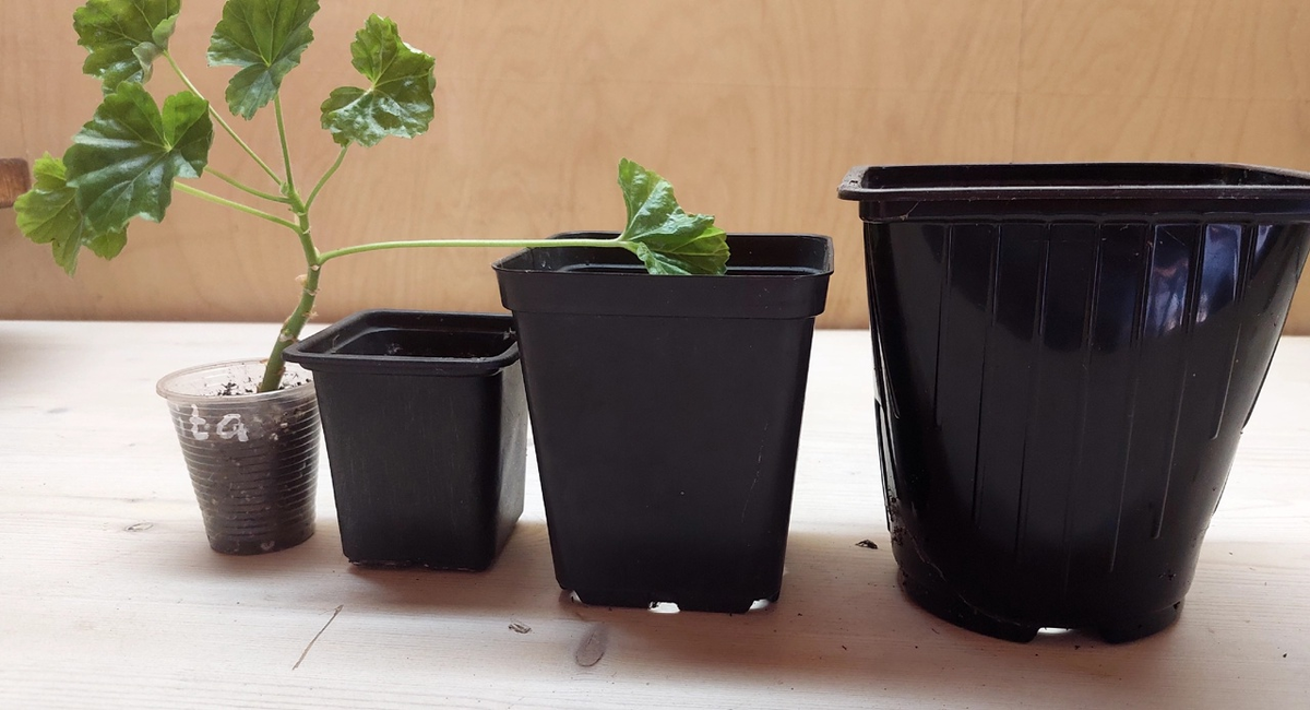 Выбирайте правильный объём горшка.