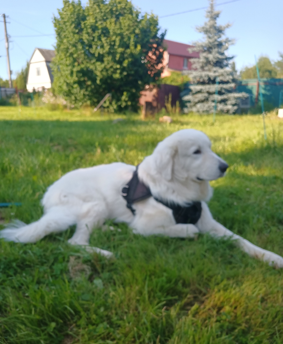 Граф в тени