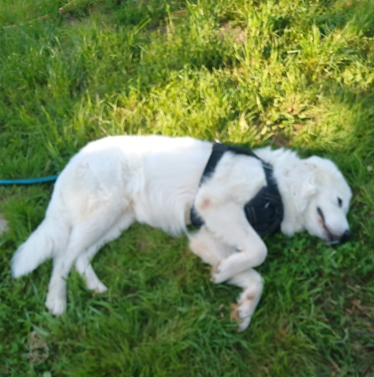 Граф отдыхает днём 