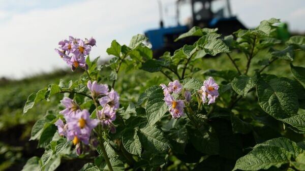    © Sputnik / Павел Лисицын