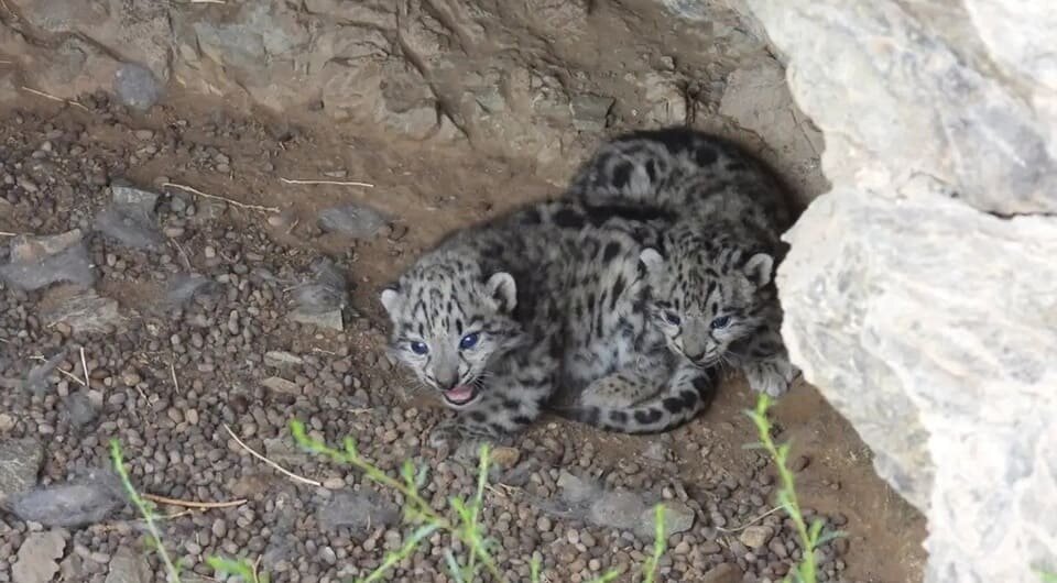   SLCF-Mongolia / Snow Leopard Trust