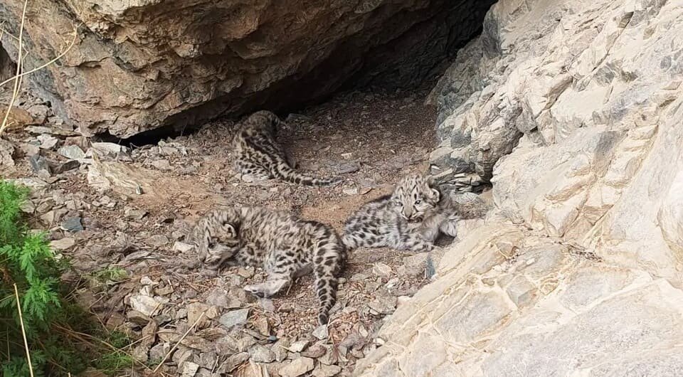   SLCF-Mongolia / Snow Leopard Trust
