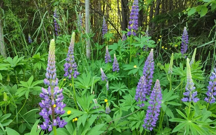    Погода в Ижевске на день: 19 июля до +24°С и без осадков