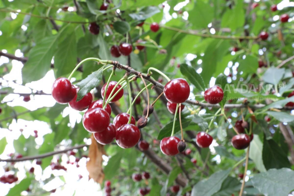    Сочные ягоды хорошо утоляют жажду и этим привлекают птиц