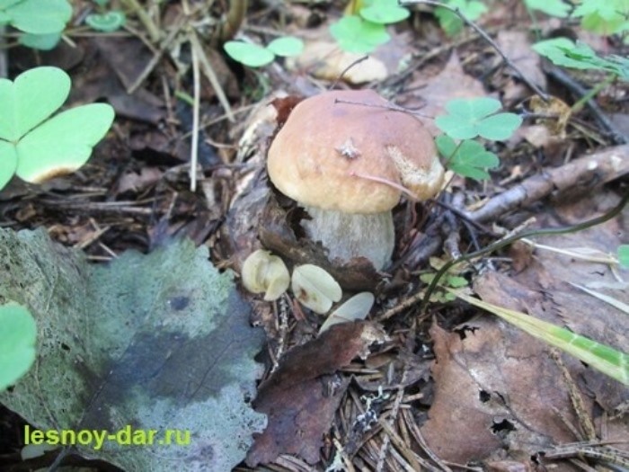 Белый гриб еловый - молодой, но вполне... (фото с блога "Лесная кладовая")