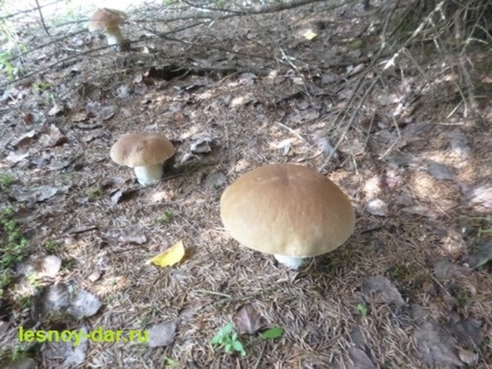 Молодые белые грибы под ёлкой на лесной опушке (фото с блога "Лесная кладовая")