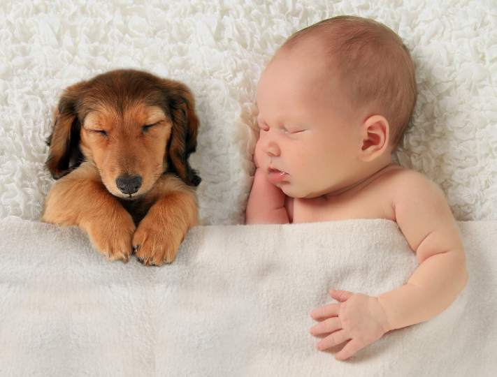 Чем собаки отличаются от детей