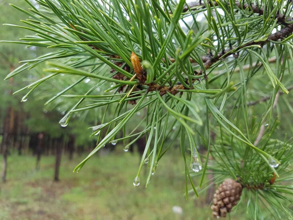    Июнь в Бузулукском бору стал самым дождливым за год, а июль обещает рекорд по жаре