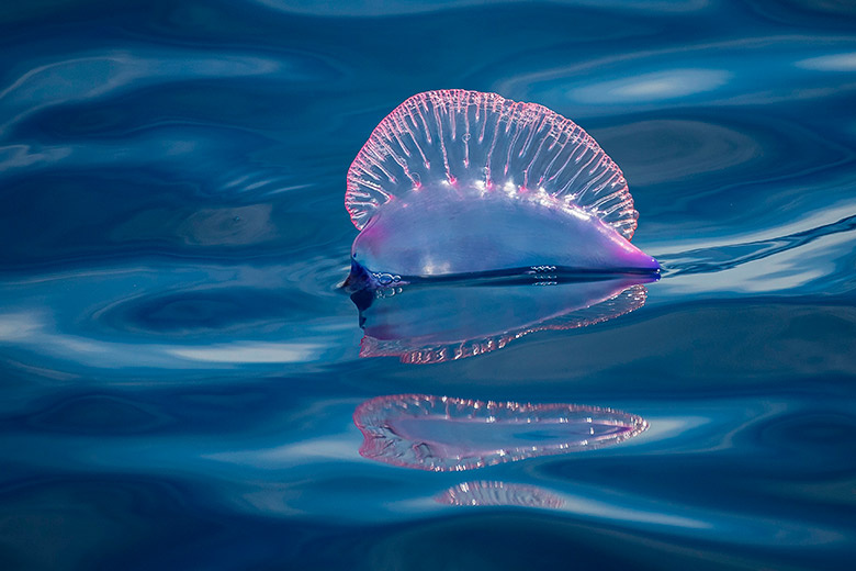    Shutterstock/FOTODOM