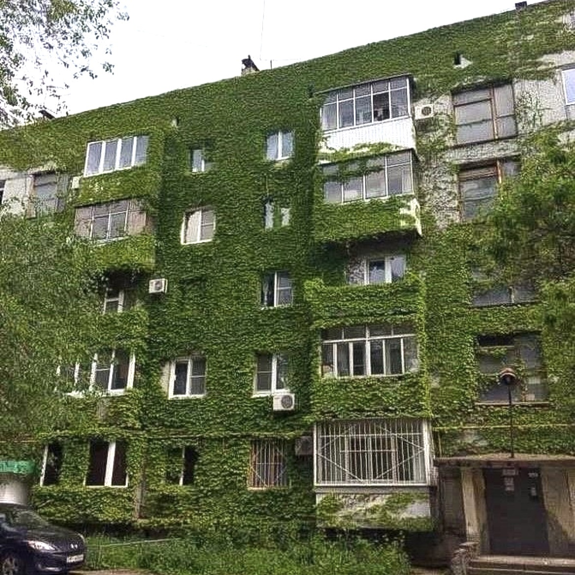 Вертикальное озеленение на российских хрущёвках 1960-х годов. Фото: из открытых источников 