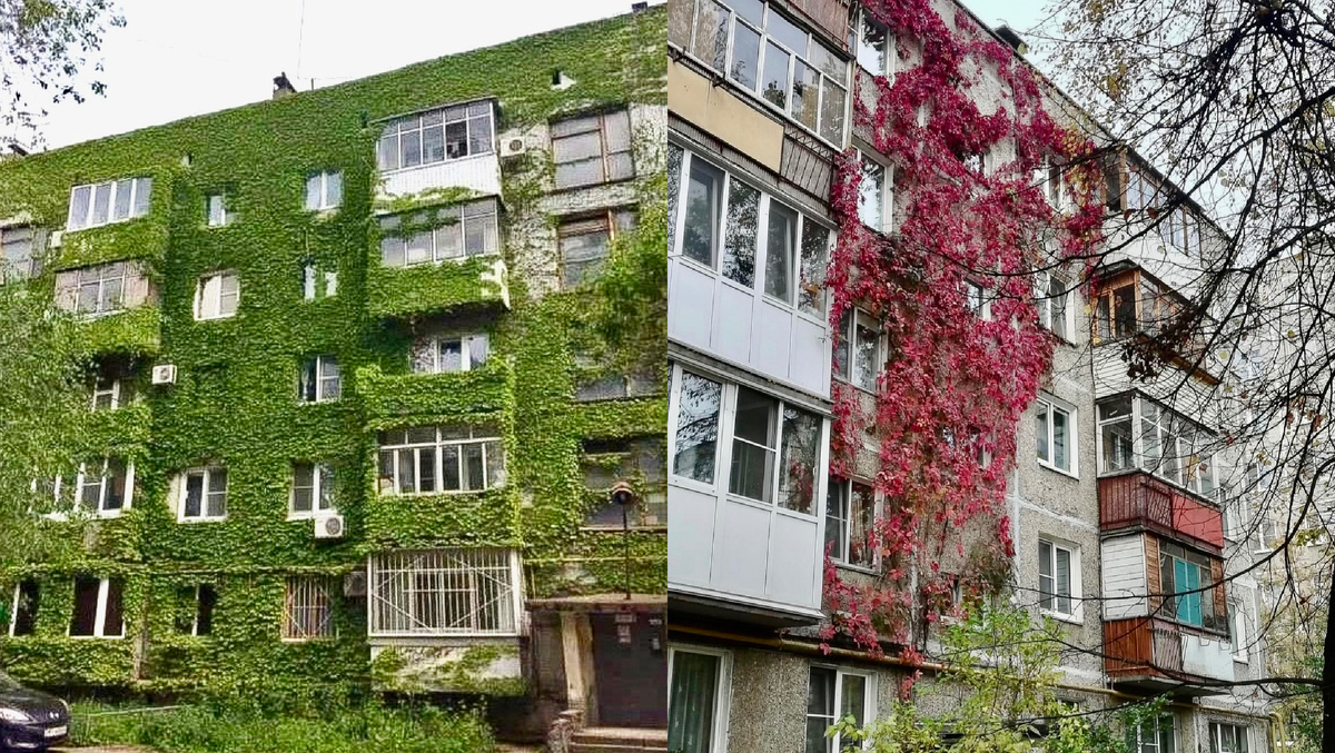 Вертикальное озеленение на российских хрущёвках 1960-х годов. Фото: из открытых источников 