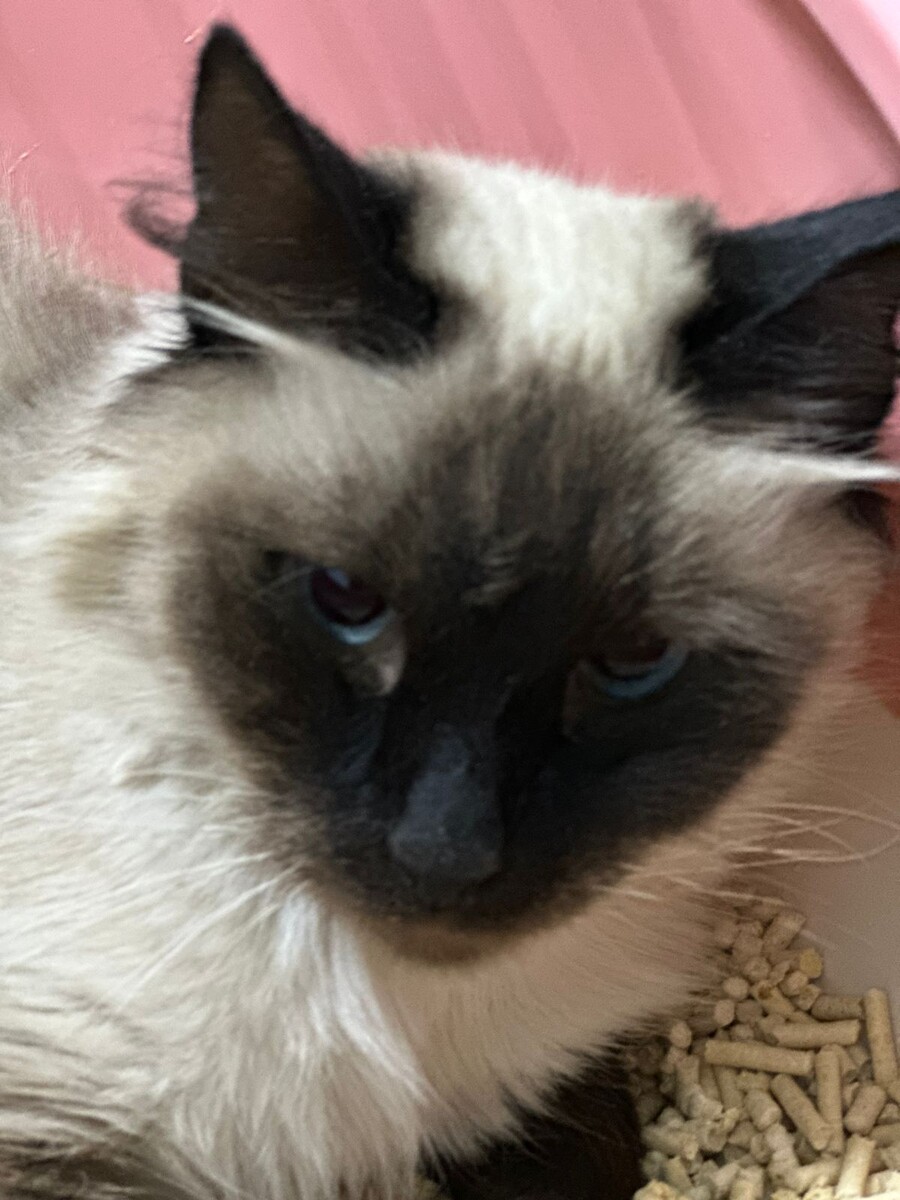 Она удивительная кошка. И ей очень нужен дом!