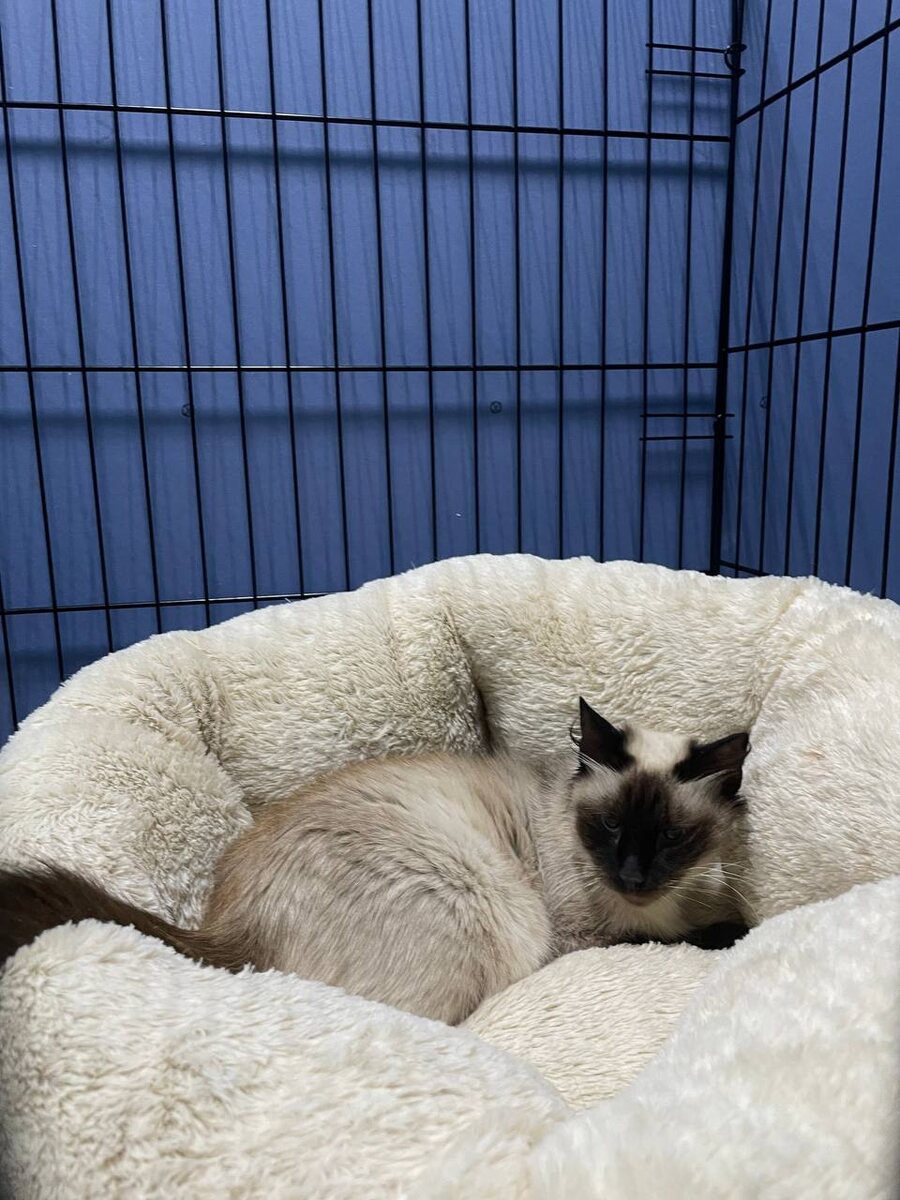 Такой лежанки у Наоми последние пять лет не было. Да, впрочем, ничего не было эти пять лет у неё