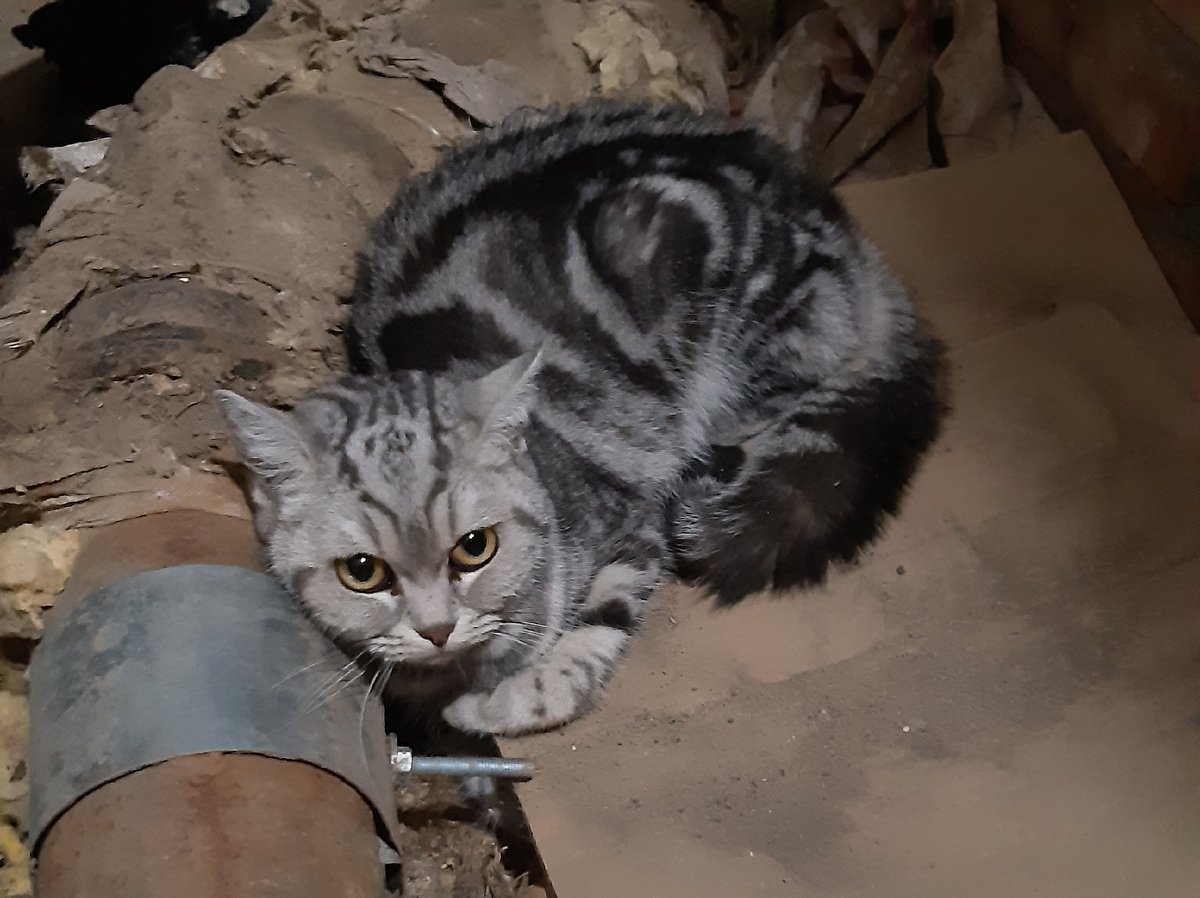 Вот он котейка-потеряшка.