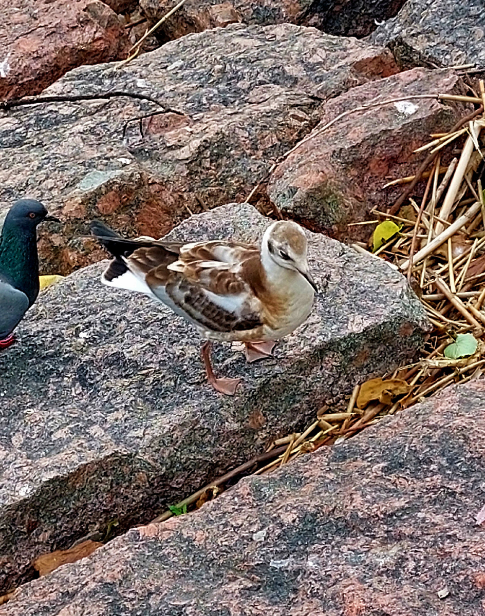 Чайчонок на граните