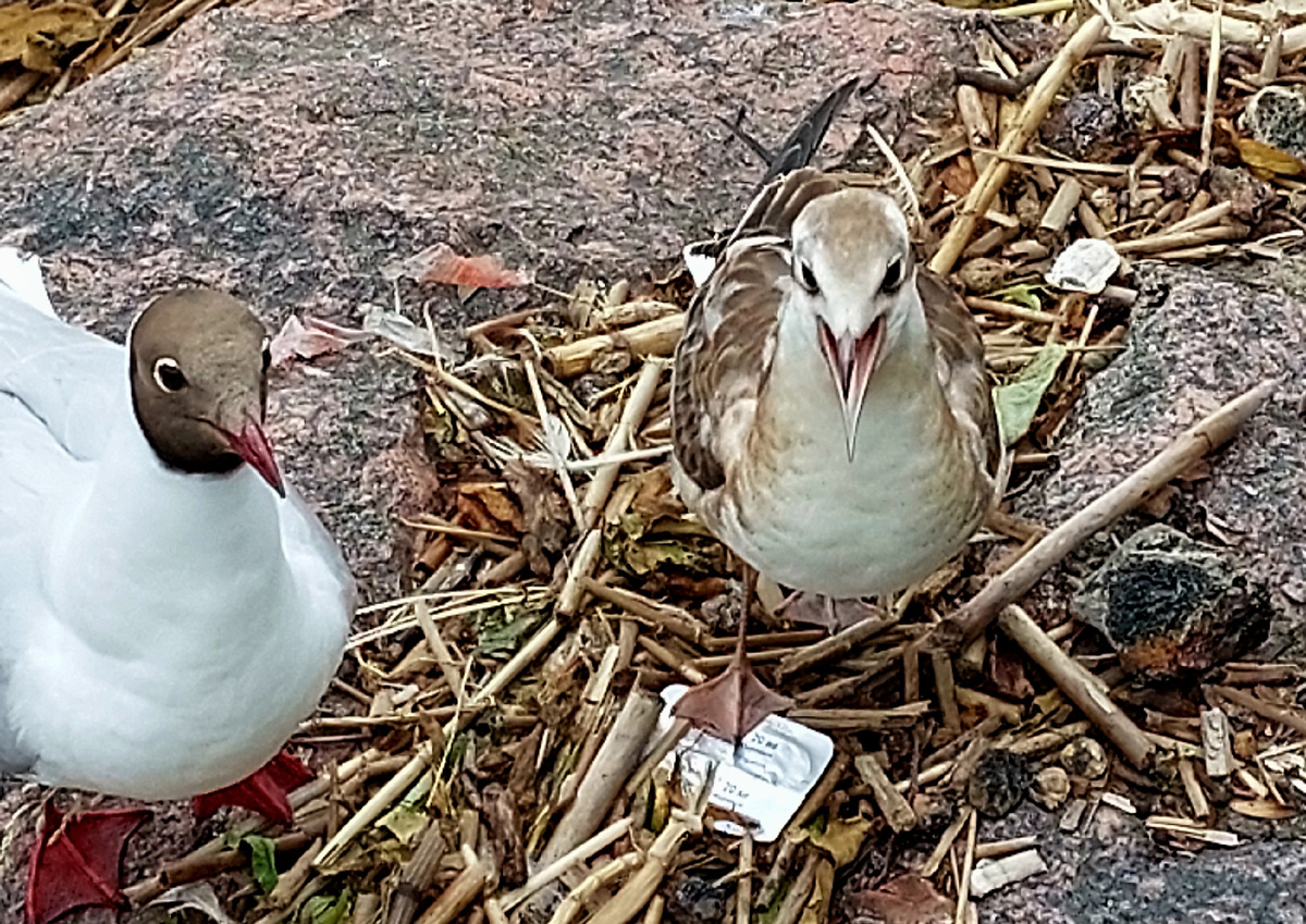 Под присмотром взрослой