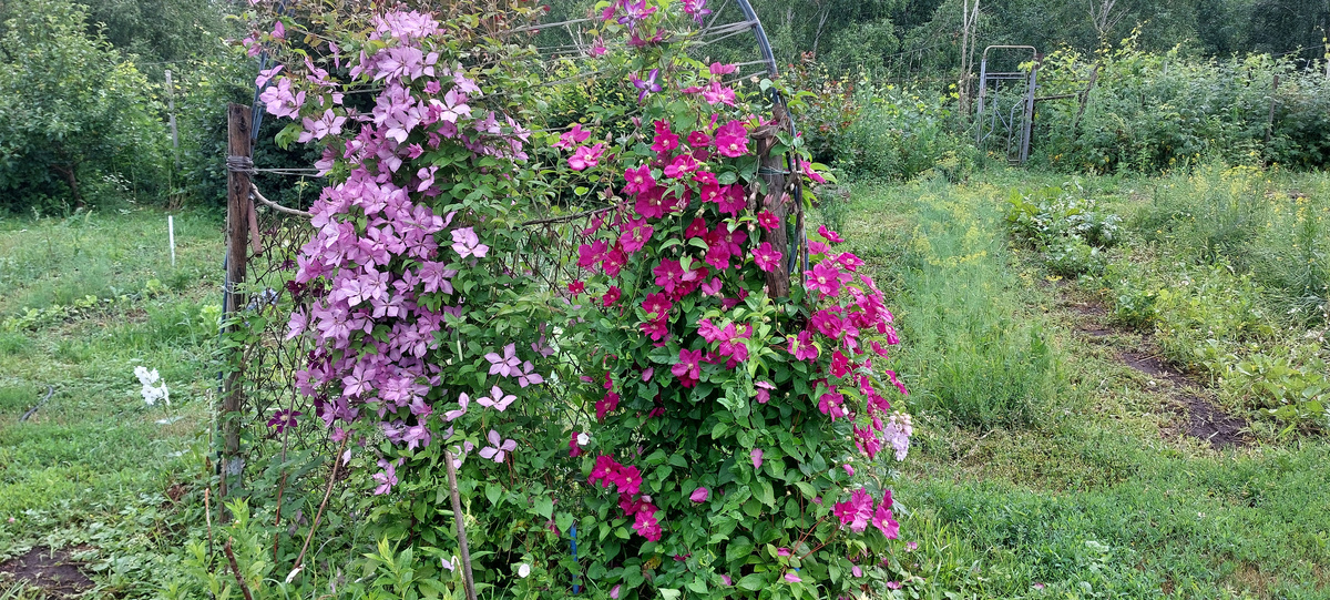 Понятно, что тесно этим растениям и им нужно новую широкую опору.