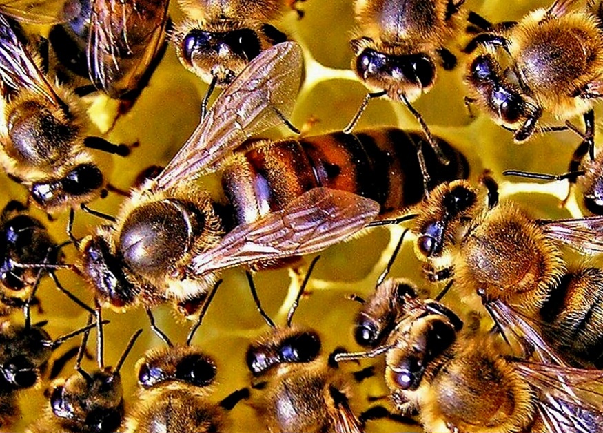 Пчелиная матка в окружении пчел-охранниц