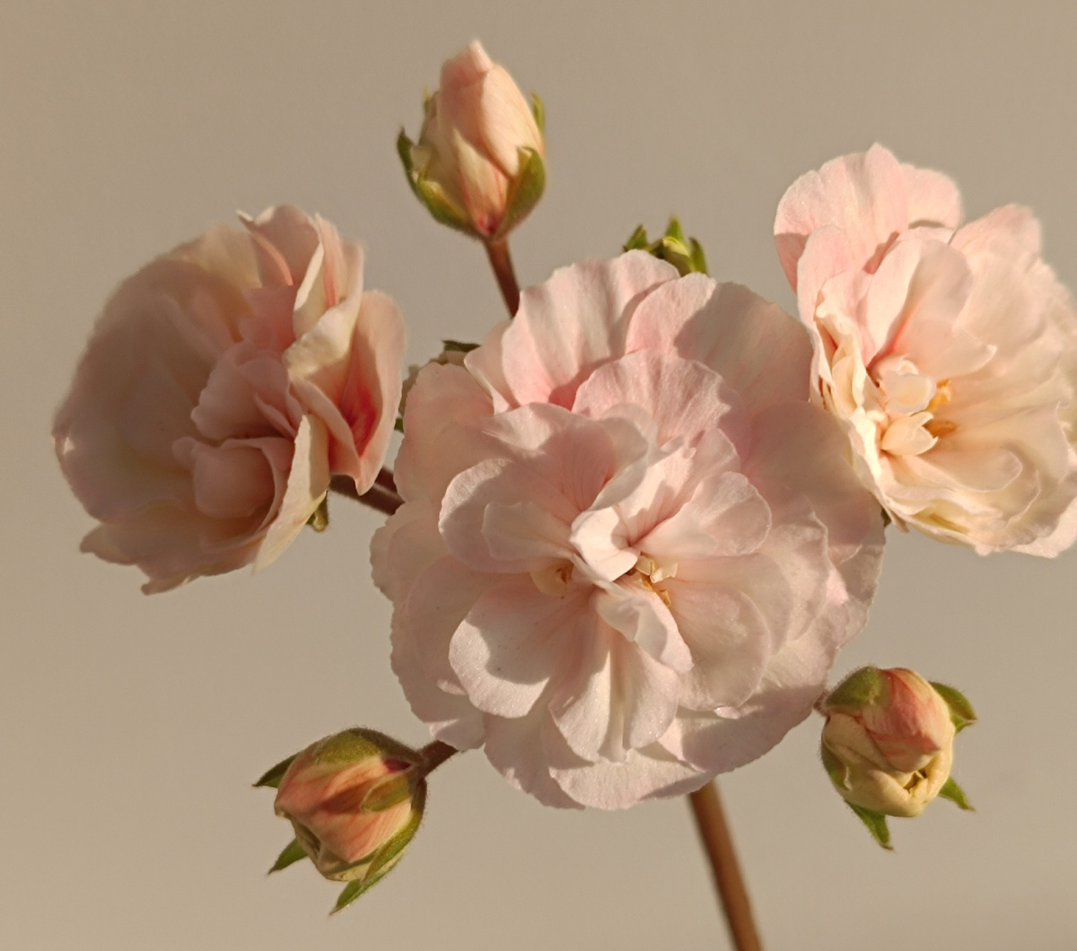 Пеларгония Леона Галактика