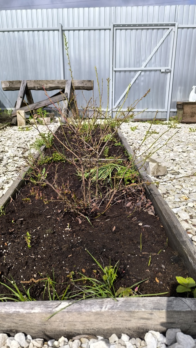 После весенней стрижки.