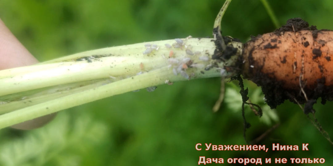 Такого на моркови я ещё не видела! Срочно опрыскайте морковку от тли. Биопрепараты или народные методы, что выбрать?
