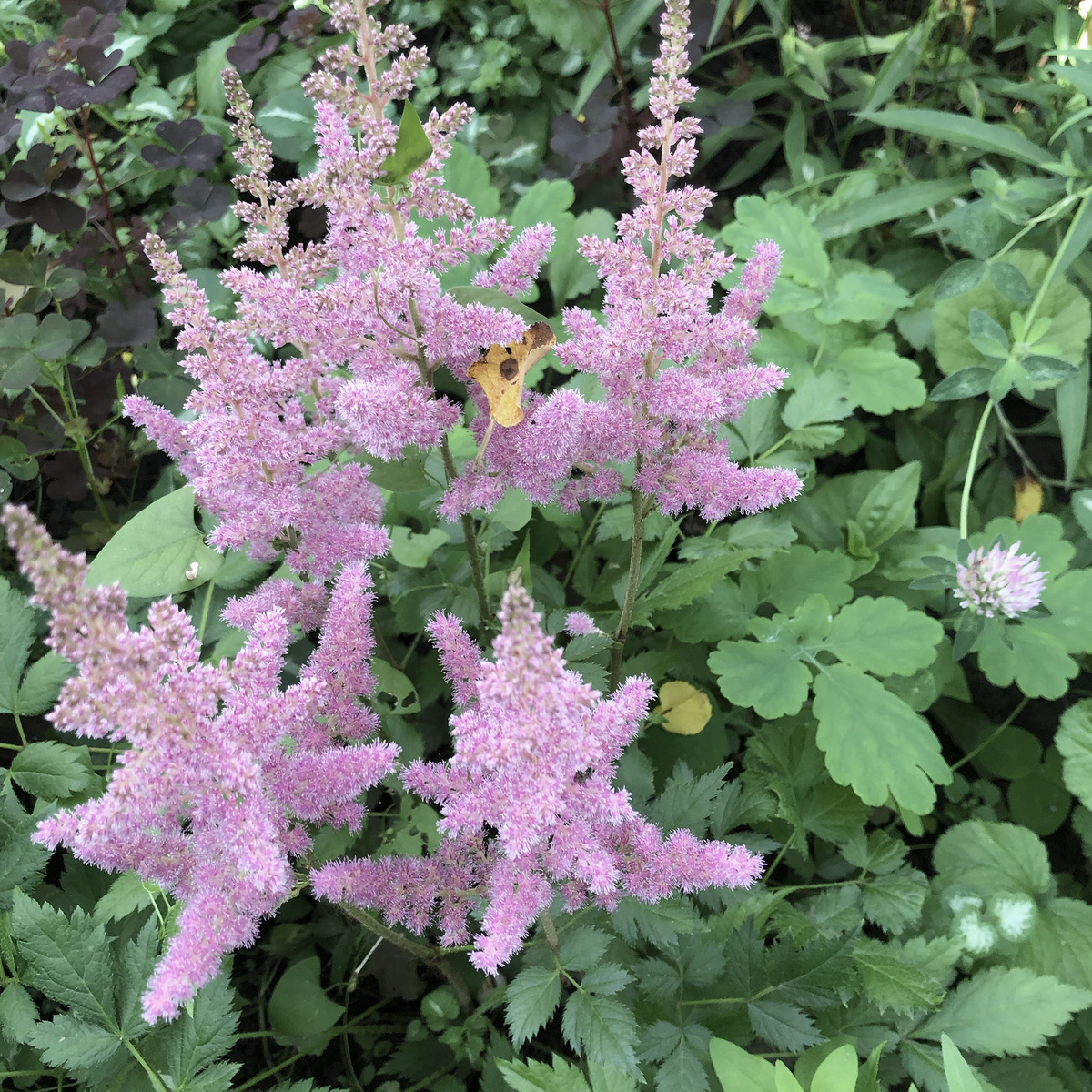 Астильба в моем саду