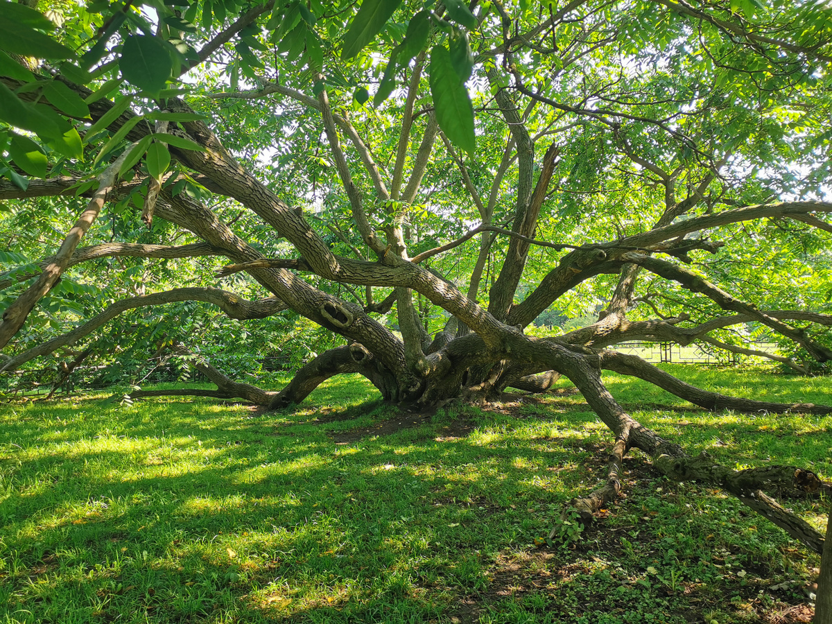 Орех маньчжурский, ГБС