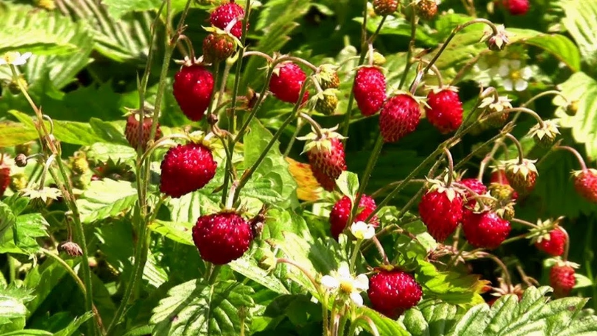 Земляника в круглой грядке. Фото автора.