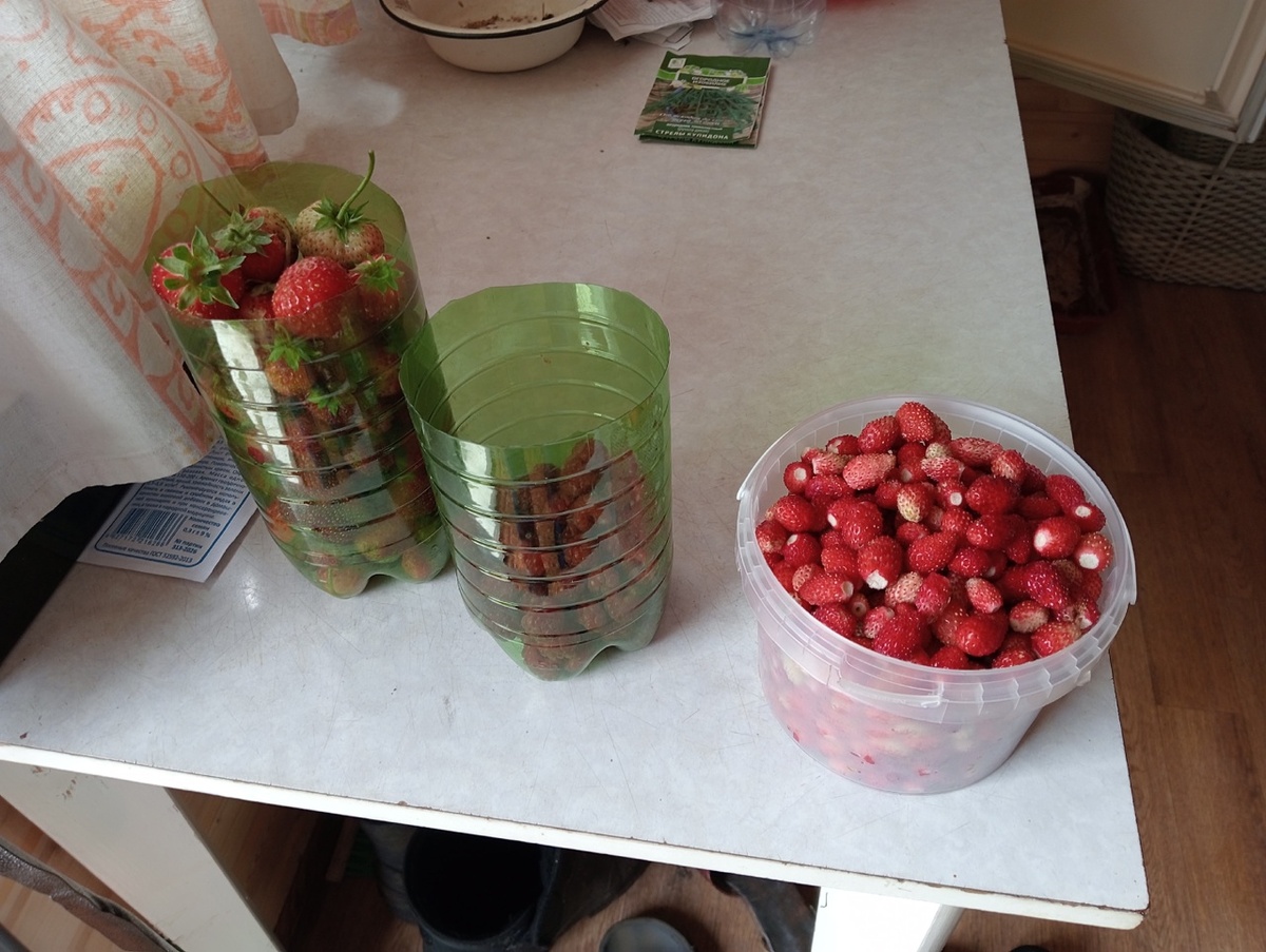Урожай ягод. Фото автора.