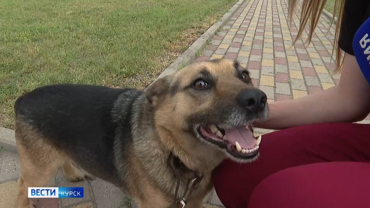    С телеэкрана — в родные руки: "Вести-Курск" помогли псу Чарли воссоединиться с семьёй