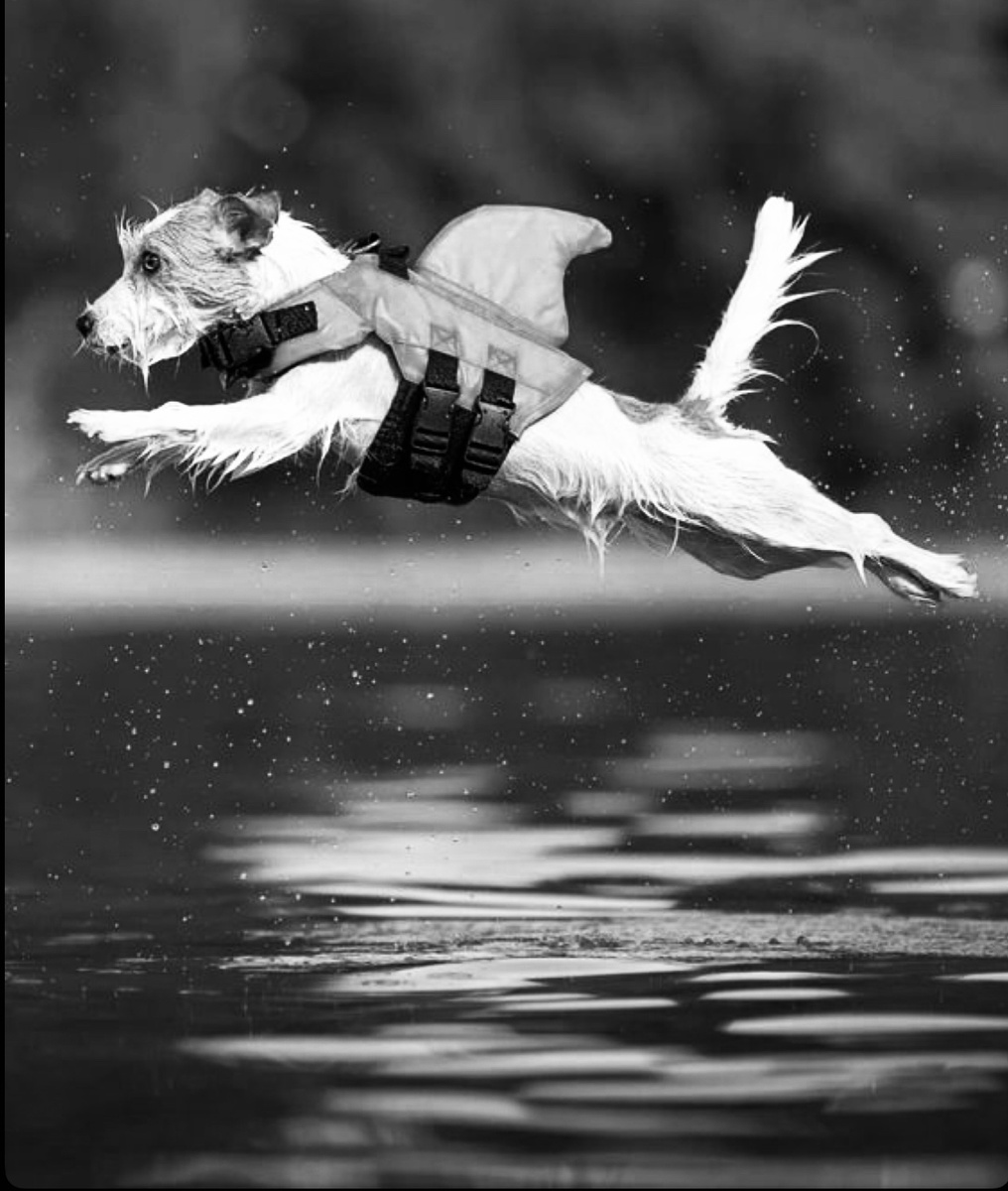 Практически все знают, что плавание - прекрасное, эффективное для развития всех групп мышц упражнение для собак. А вот то, что не все породы физиологически могут хорошо плавать, понимают, к сожалению, не все.
Плавать собаку нужно учить. И далее мы приведем ряд полезных советов, как правильно это сделать.