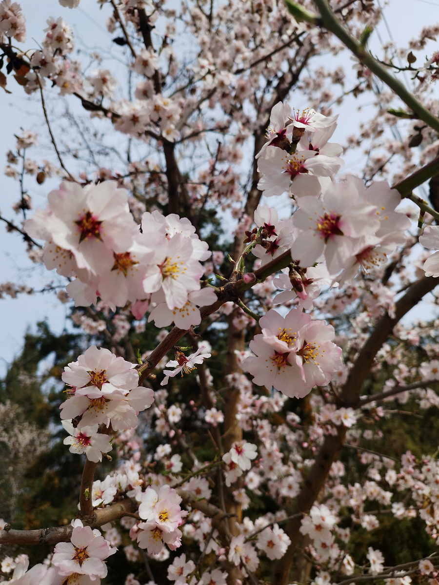 15.03.2025 г. Весна идёт... Первоцветы... Миндаль.