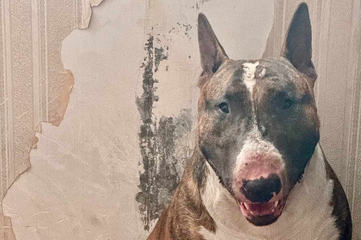 Знакомьтесь, Оскар — наш персональный эксперт по прочности материалов