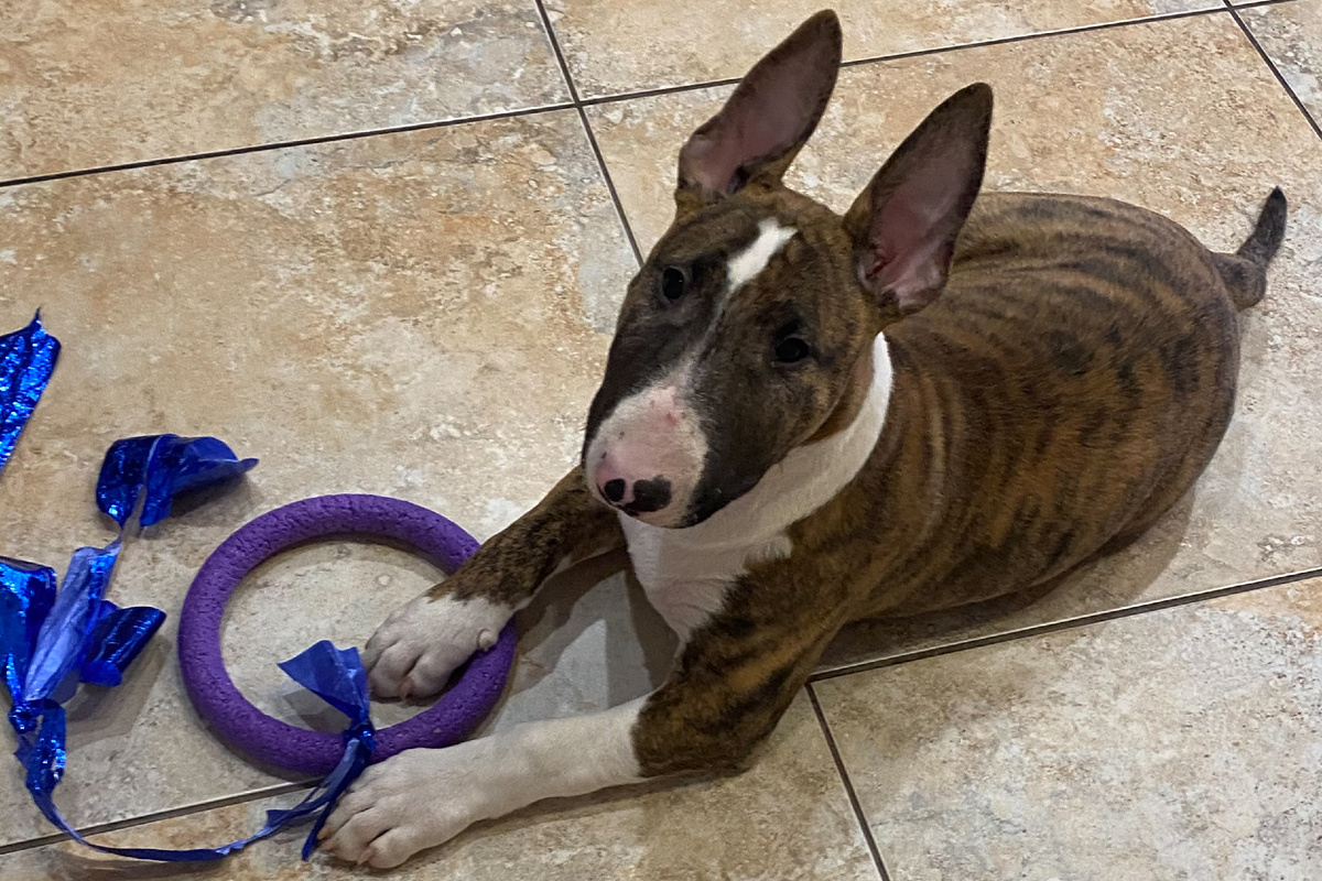 Оскар в 3 месяца — маленький исследователь с большими «амбициями» и любимой игрушкой