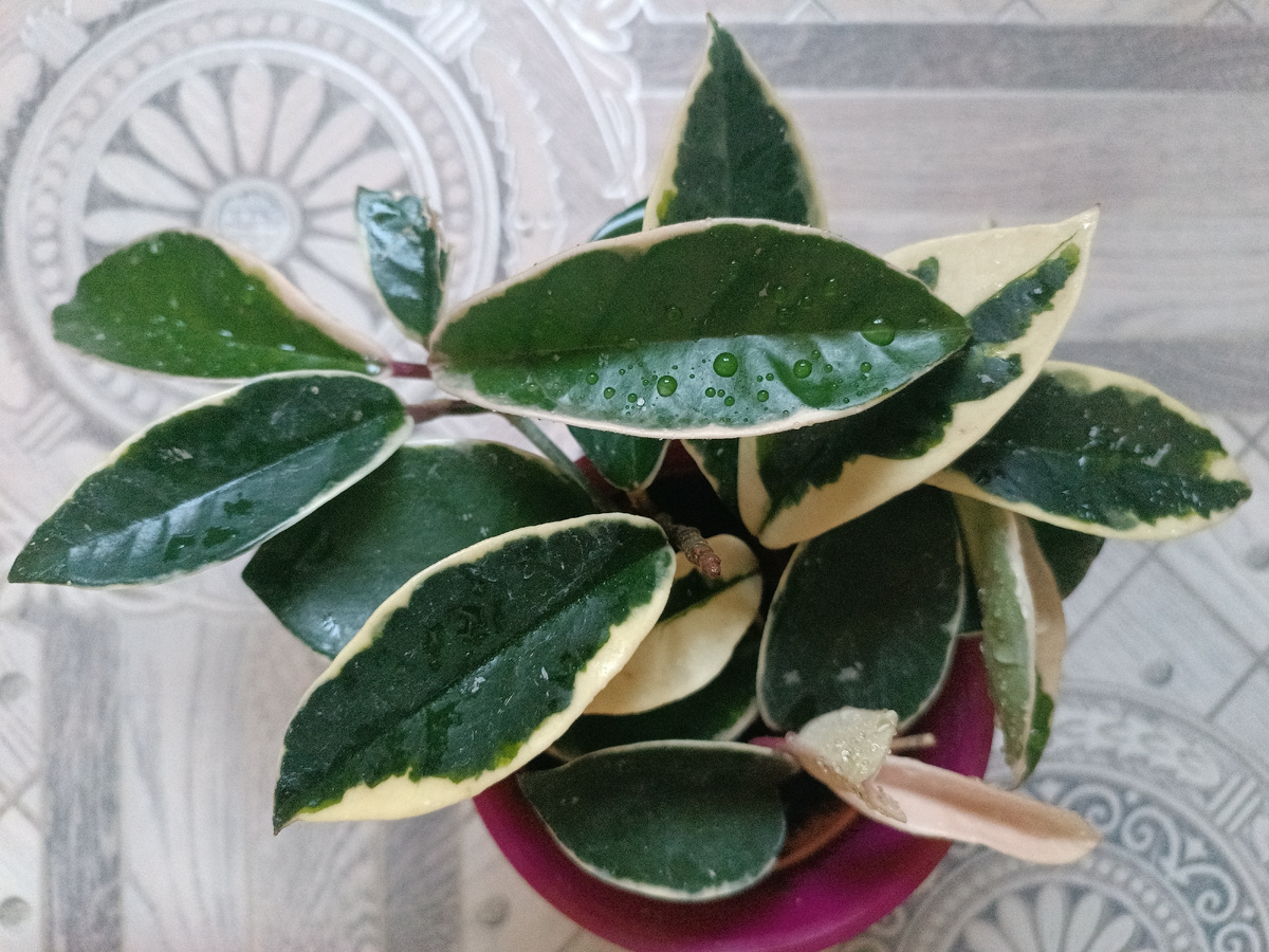 Хойя Кримсон Квин 