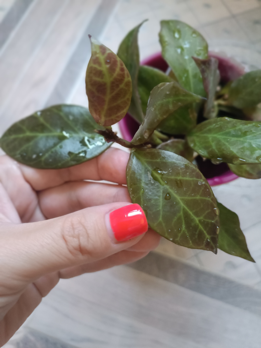 Хойя Санрайз 