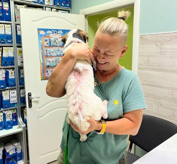 😎 По какому принципу собаки попадают в наш приют?