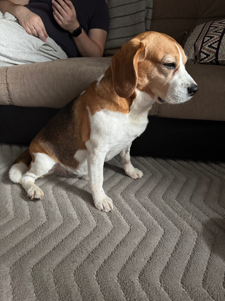 Видно как ему плохо