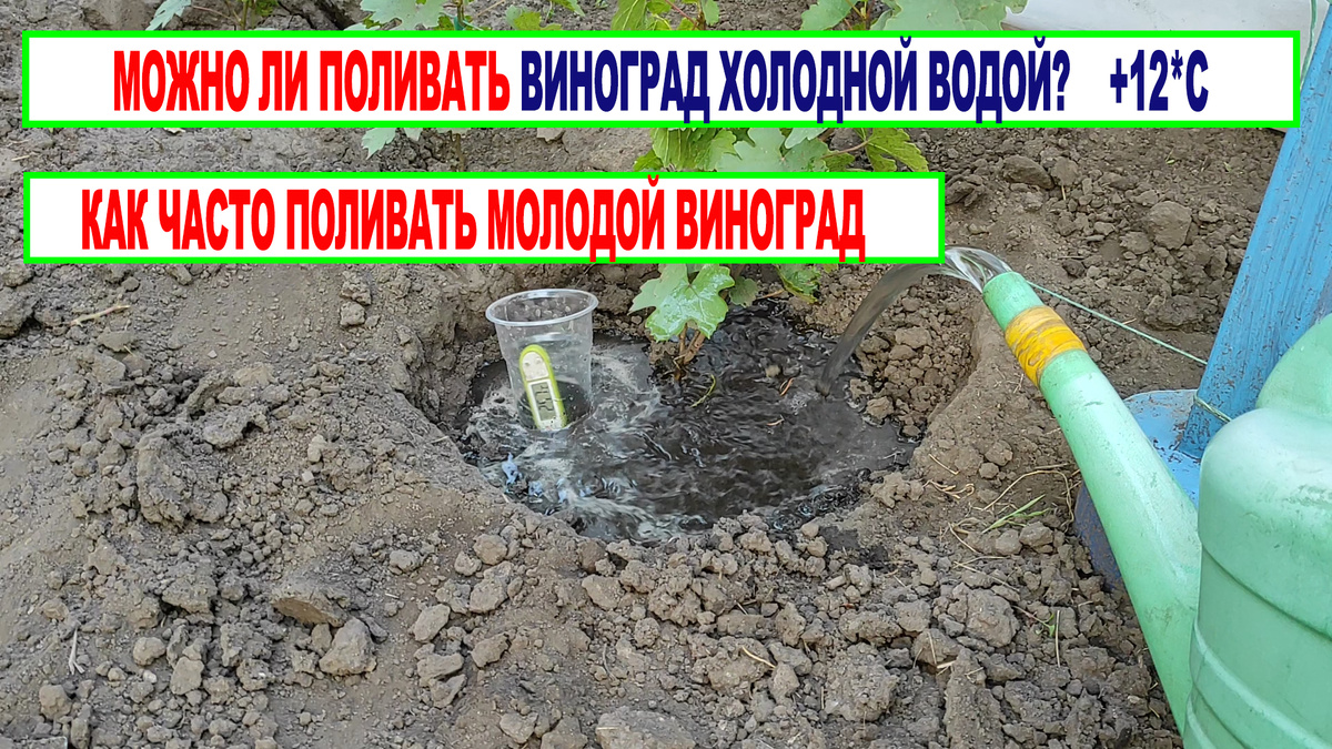 Полив молодого винограда.