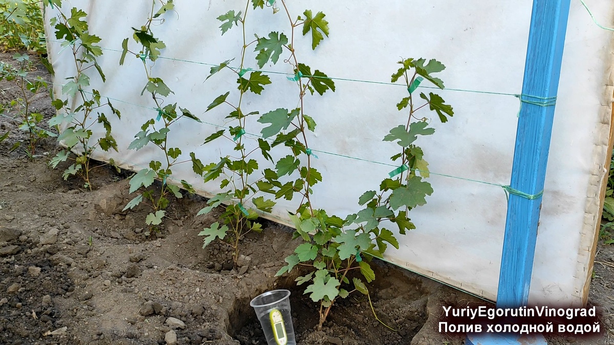 Сеянцы винограда моих гибридных форм.
