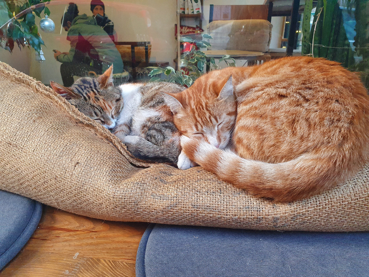 Кошки в кафешках — частое явление. Кафе в Стамбуле, район Балат.